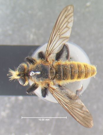 Media type: image;   Entomology 12841 Aspect: habitus dorsal view